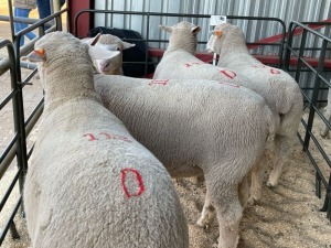 5X EWES COMMERCIAL HAGELAND ILE DE FRANCE PTY LTD (PER PIECE TO TAKE THE LOT)