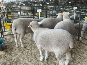 5X EWES COMMERCIAL HAGELAND ILE DE FRANCE PTY LTD (PER PIECE TO TAKE THE LOT)