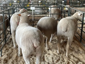 5X EWES COMMERCIAL HAGELAND ILE DE FRANCE PTY LTD (PER PIECE TO TAKE THE LOT)