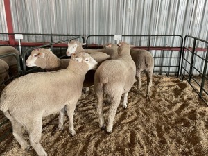 5X EWES COMMERCIAL HAGELAND ILE DE FRANCE PTY LTD (PER PIECE TO TAKE THE LOT)