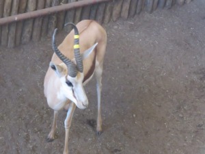 1x Kalahari Springbok/Springbuck 14 1/2" - Geel Links/Yellow Left M:1 V/F: