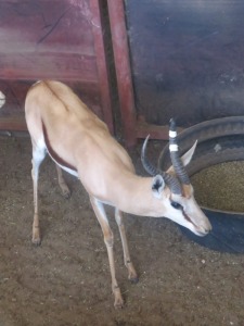 1x Kalahari Springbok/Springbuck 13 1/2" - Wit Links/White Left M:1 V/F: