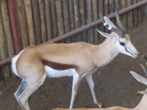 1x Kalahari Springbok/Springbuck 13 3/4" - Wit Regs/White Right M:1 V/F: