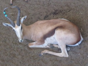 1x Damara Springbok/Springbuck 14" - Groen /GreenTag M:1 V/F: