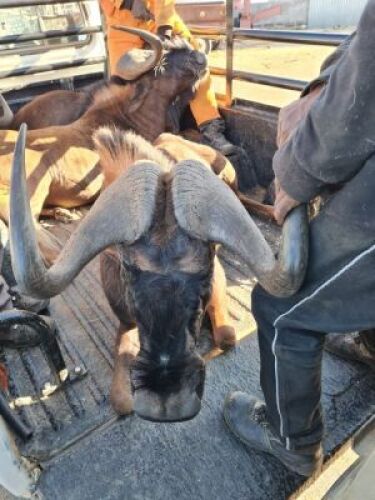 1x Swartwildebees/Black Wildebeest 24 3/4" M:1