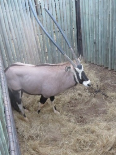 1x Gemsbok/Oryx 36" M:1