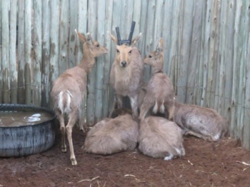 6x Ribbok/Rhebok&nbsp; M:1 V/F:5