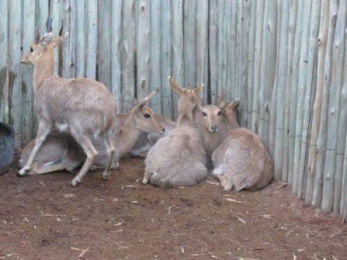 6x Ribbok/Rhebok&nbsp; M:1 V/F:5