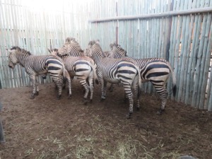 6x Hartman Sebra/Hartman Zebra  M:1 V/F:5 (Per stuk om lot te neem/Per piece to take the lot)