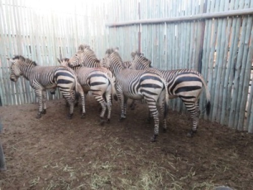 6x Hartman Sebra/Hartman Zebra&nbsp; M:1 V/F:5 (Per stuk om lot te neem/Per piece to take the lot)