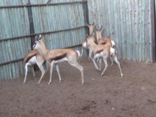 5x Springbok /Springbuck M:5 (Per Stuk om lot te neem/Per piece to buy lot)