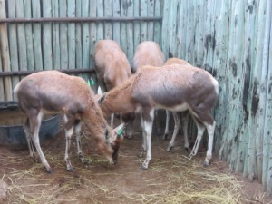 5x Blesbok/Blesbuck Jonk/Young (Per Stuk om lot te neem/Per piece to buy lot)