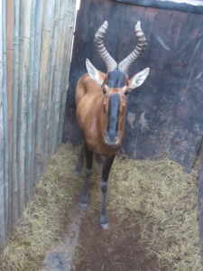 1x Rooihartebees/Red Heartbeest  M:1 