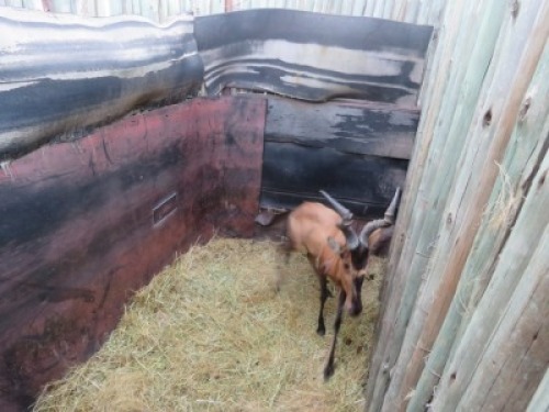 1x Rooihartebees/Red Heartbeest&nbsp; M:1 