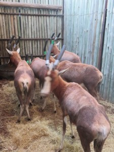 6x Blesbok/Blesbuck V/F:6 (Per Stuk om lot te neem/Per piece to buy lot)