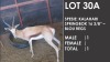 1x Kalahari Springbok/Springbuck 16 3/8" - Blou Regs/Blue Right M:1 V/F: - 2