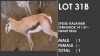 1x Kalahari Springbok/Springbuck 14 1/8"- Swart Regs/Black Rights M:1 V/F: - 2