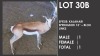 1x Kalahari Springbok/Springbuck 15" - Blou Links M:1 V/F: - 2