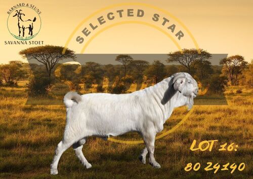 WITHDRAWN - 1 X SAVANNA BUCK BARNARD & SEUNS SAVANNA STOET