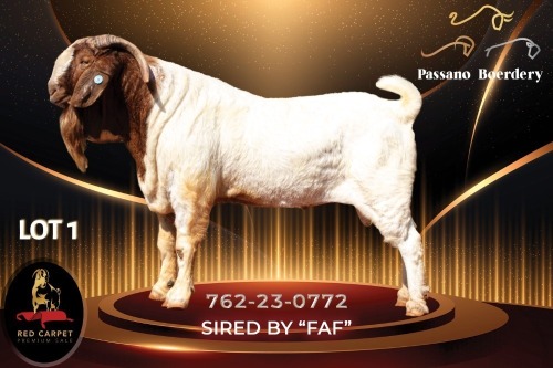 1 X BOER GOAT FLOCK 34-124 BUCK Passano Boerdery