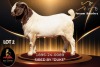 1 X BOER GOAT FLOCK 34-124 BUCK Passano Boerdery - 2