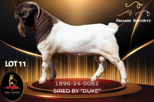 WITHDRAWN - 1 X BOER GOAT BUCK Passano Boerdery