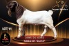 WITHDRAWN - 1 X BOER GOAT BUCK Passano Boerdery