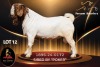 1 X BOER GOAT FLOCK 52-51 BUCK Passano Boerdery