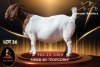1 X BOER GOAT STUD 38-246 PREGNANT DOE Passano Boerdery