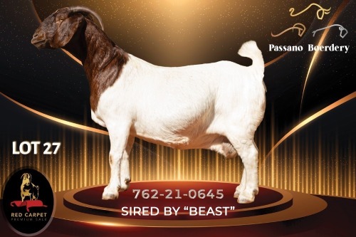1 X BOER GOAT FLOCK 39-641 PREGNANT DOE Passano Boerdery
