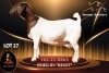1 X BOER GOAT FLOCK 39-641 PREGNANT DOE Passano Boerdery