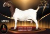1 X BOER GOAT FLOCK 38-126 DOE Passano Boerdery