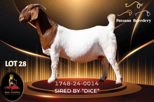 1 X BOER GOAT STUD 52-25 PREGNANT DOE Passano Boerdery