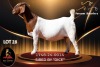 1 X BOER GOAT STUD 52-25 PREGNANT DOE Passano Boerdery