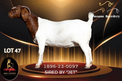 1 X BOER GOAT DOE Passano Boerdery