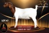 1 X BOER GOAT DOE Passano Boerdery