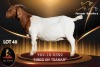 1 X BOER GOAT STUD 52-16 DOE Passano Boerdery