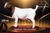 1 X BOER GOAT FLOCK ON TEAT 52-67 PREGNANT DOE Passano Boerdery