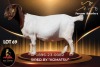 1 X BOER GOAT FLOCK ON TEAT 52-62 PREGNANT DOE Passano Boerdery