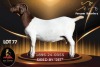 WITHDRAWN - 1 X BOER GOAT STUD 52-17 DOE Passano Boerdery