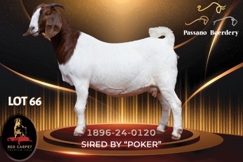 1 X BOER GOAT FLOCK ON TEAT 52-66 DOE Passano Boerdery