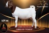 1 X BOER GOAT FLOCK ON TEAT 52-66 DOE Passano Boerdery