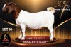 1 X BOER GOAT FLOCK 52-68 PREGNANT DOE Passano Boerdery