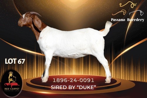 1 X BOER GOAT FLOCK 52-61 DOE Passano Boerdery