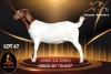 1 X BOER GOAT FLOCK 52-61 DOE Passano Boerdery