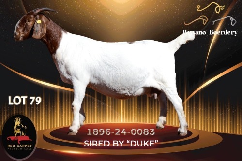 1+2 X BOER GOAT FLOCK 52-69 DOE Passano Boerdery