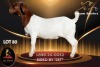 WITHDRAWN - 1 X BOER GOAT DOE Passano Boerdery