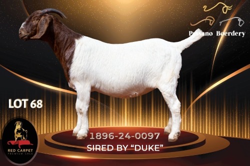 1 X BOER GOAT FLOCK 52-64 PREGNANT DOE Passano Boerdery