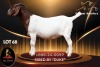 1 X BOER GOAT FLOCK 52-64 PREGNANT DOE Passano Boerdery
