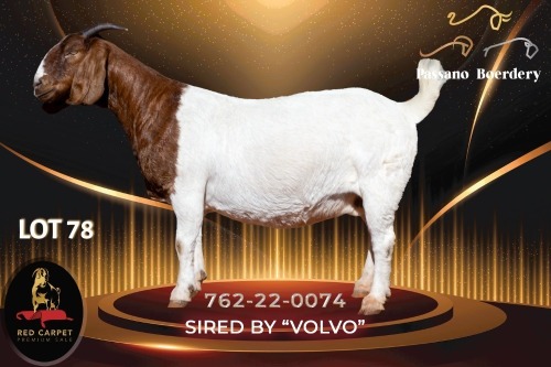 1 X BOER GOAT FLOCK ON TEAT 52-65 PREGNANT DOE Passano Boerdery